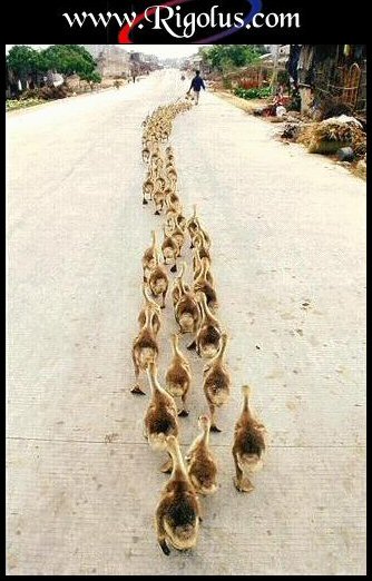 Quelle discipline !!